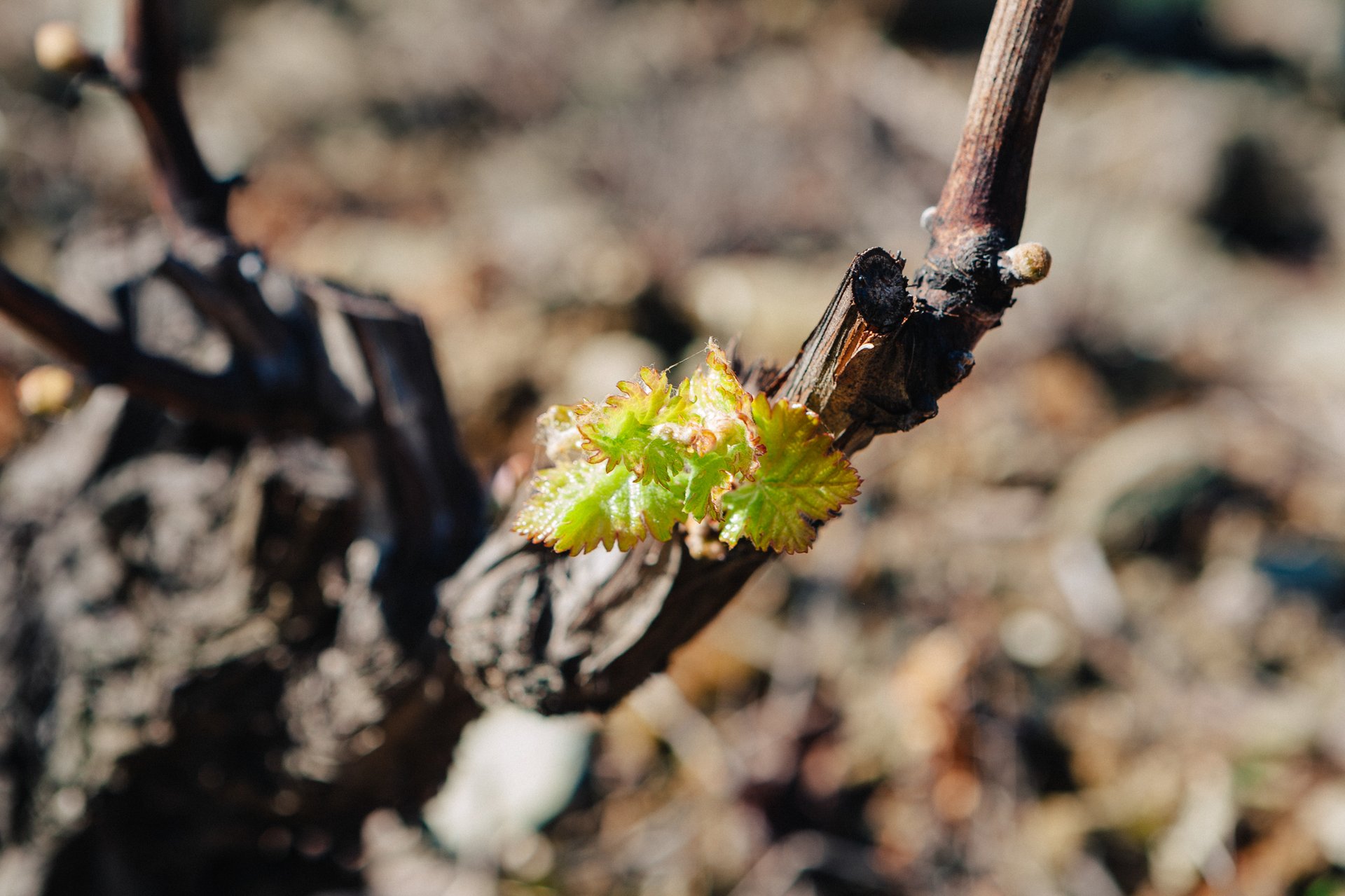 Fonseca Port Wine & Food Lifestyle