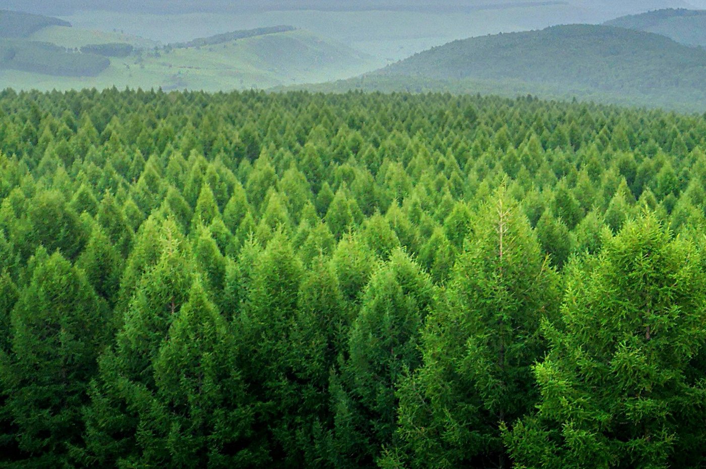 Sociedade Portuguesa de Ciências Florestais