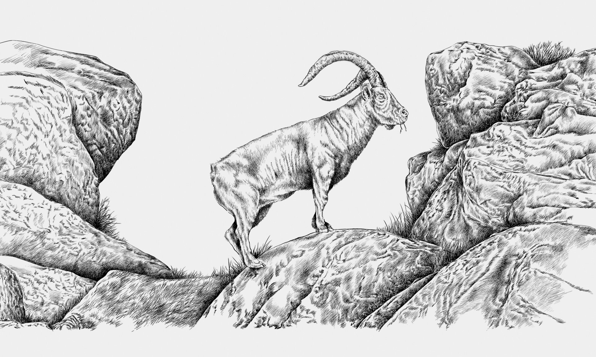 Ilustrações Cerveja Sovina . Esporão