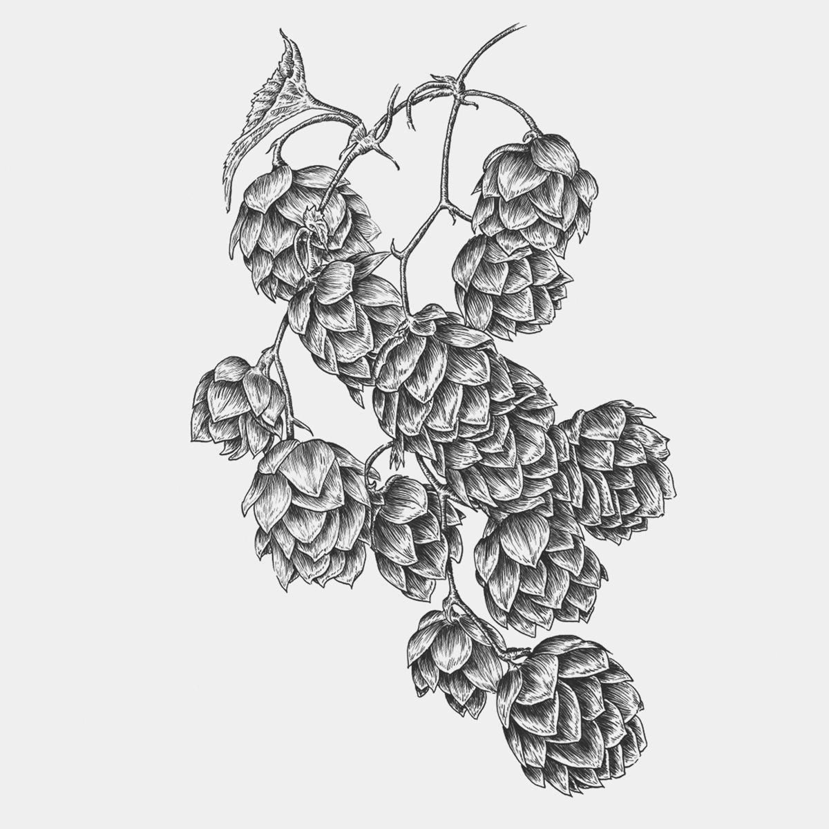 Ilustrações Cerveja Sovina . Esporão