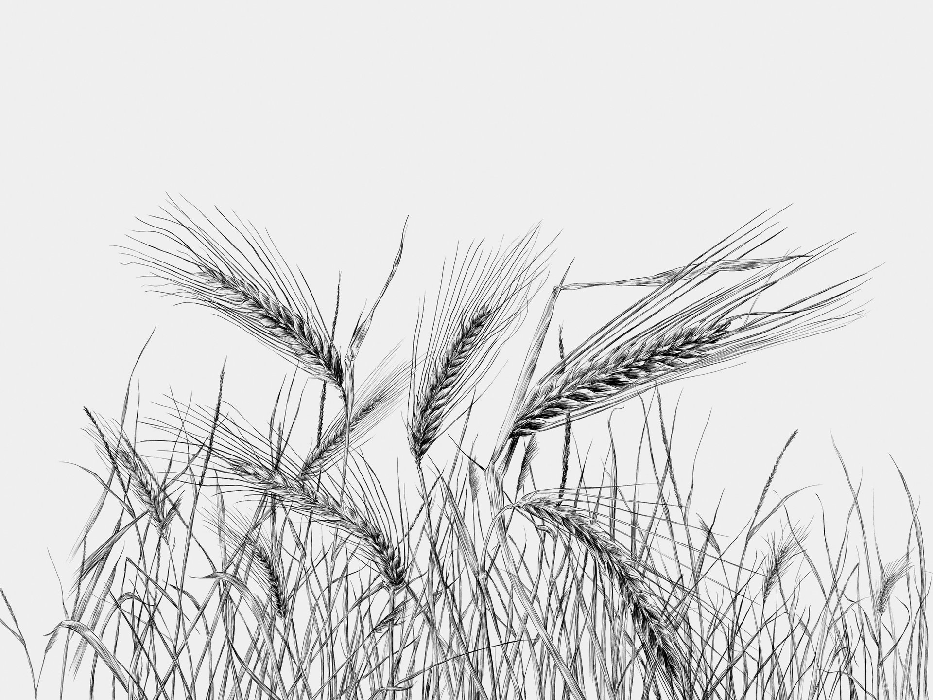 Ilustrações Cerveja Sovina . Esporão