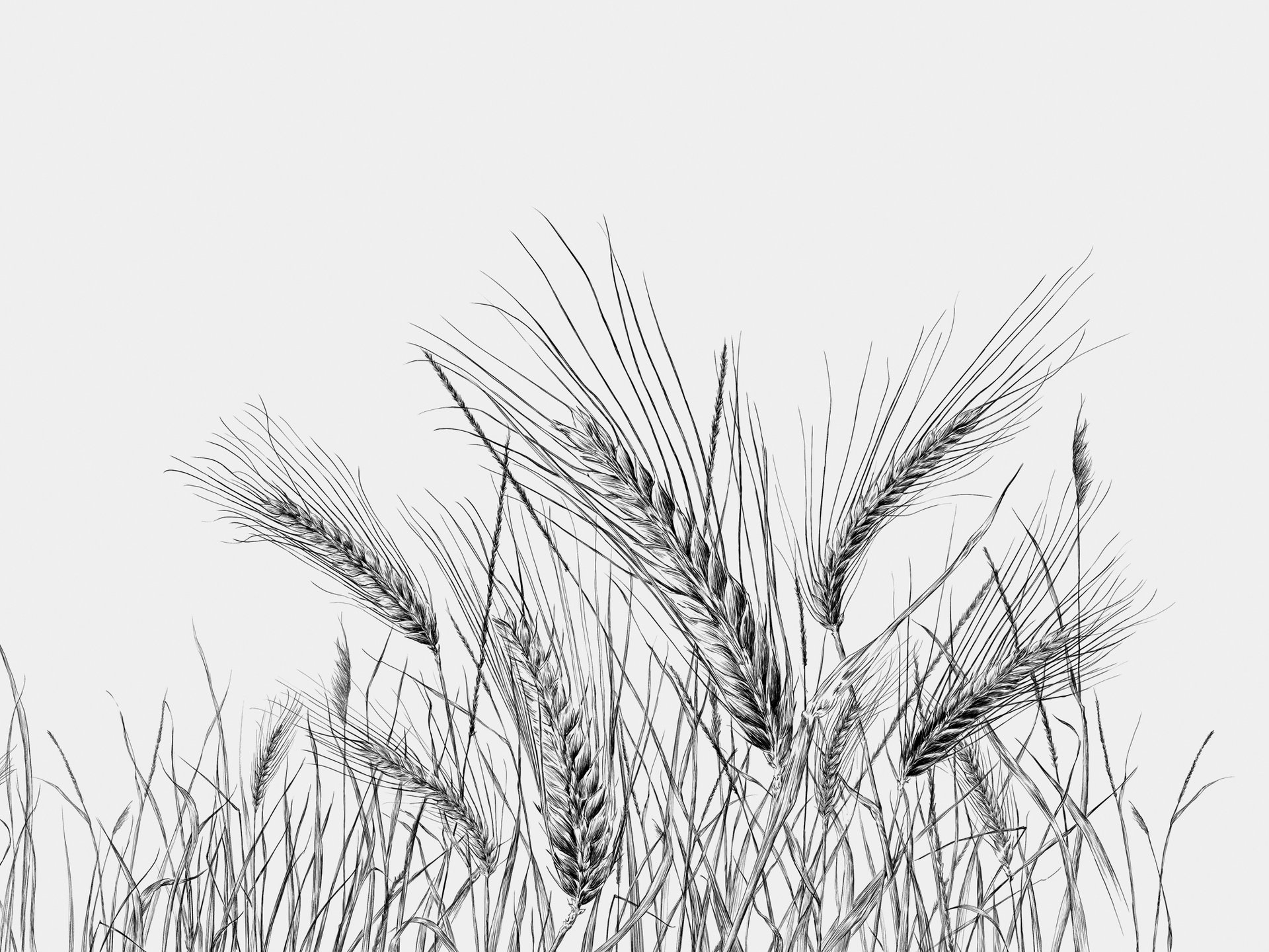 Ilustrações Cerveja Sovina . Esporão