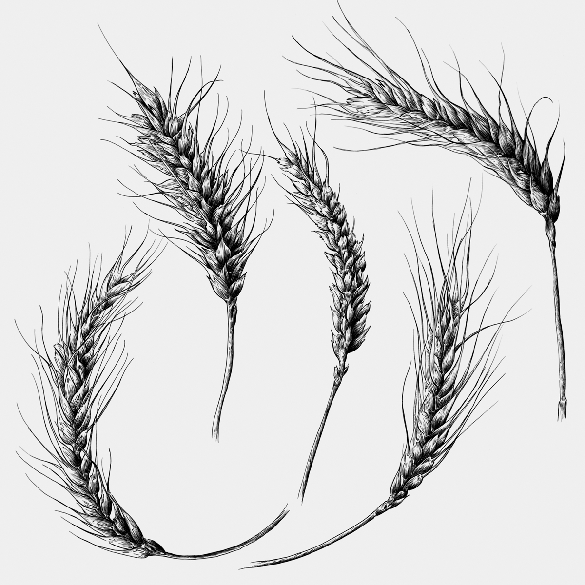 Ilustrações Cerveja Sovina . Esporão