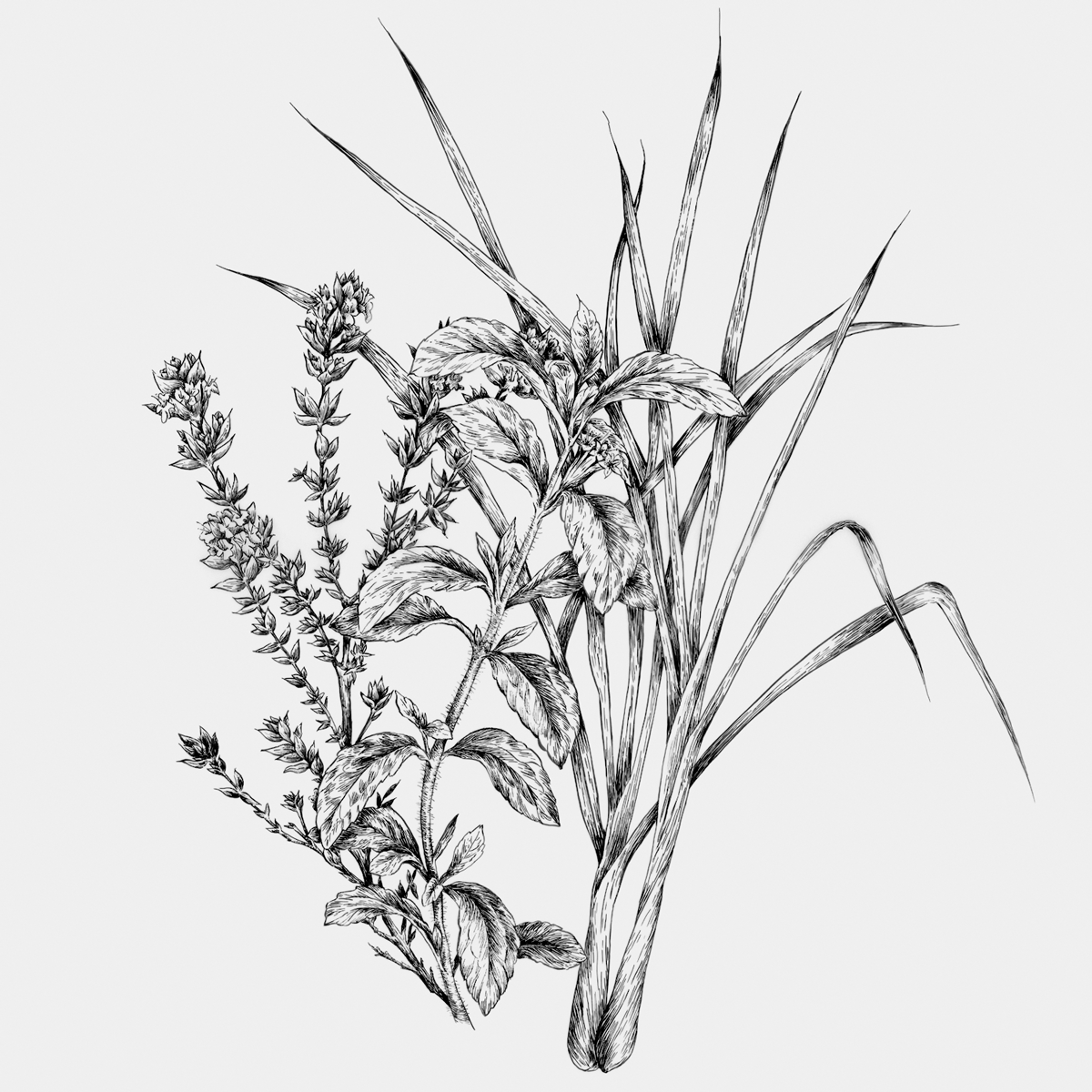 Ilustrações Cerveja Sovina . Esporão