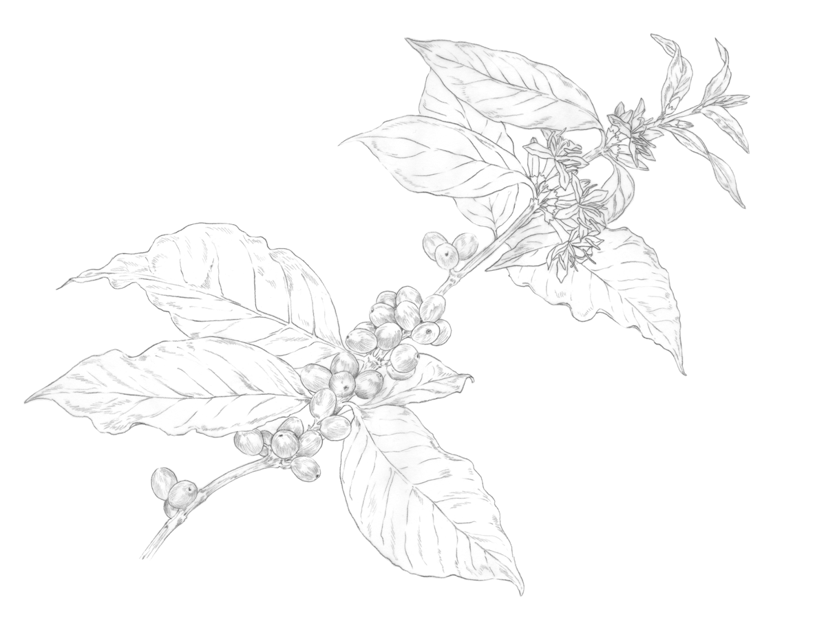 Ilustrações Delta Q