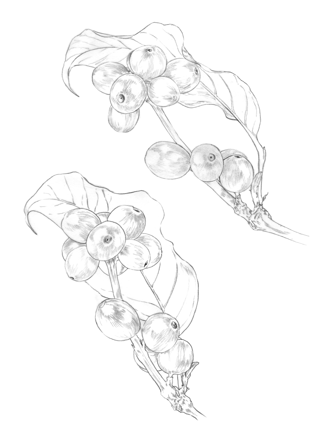 Ilustrações Delta Q