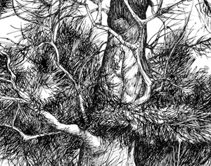 Projeto Estudos de árvores