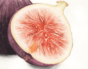 Projeto Ilustração Científica - Figo