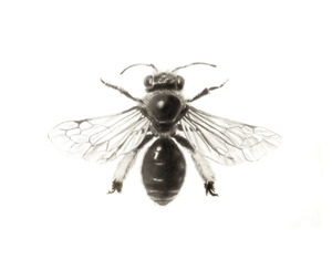 Projeto Ilustração Científica