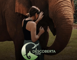 Projeto Á Descoberta Com (SIC) - 13 Episódios TV
