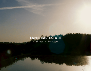 Lameirão Estate - Produção de Noz