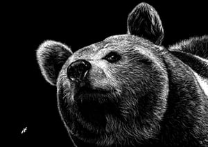 Urso #scratchboard
